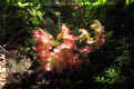Rhododendron.jpg (54705 bytes)